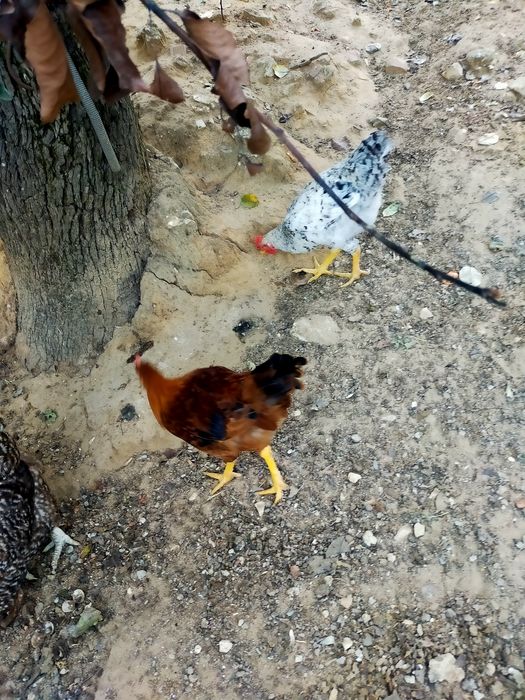Vendo galo alimentado com alimentação biológica