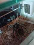 Ogromna samica Ptasznik lasiodora parahybana z terrarium