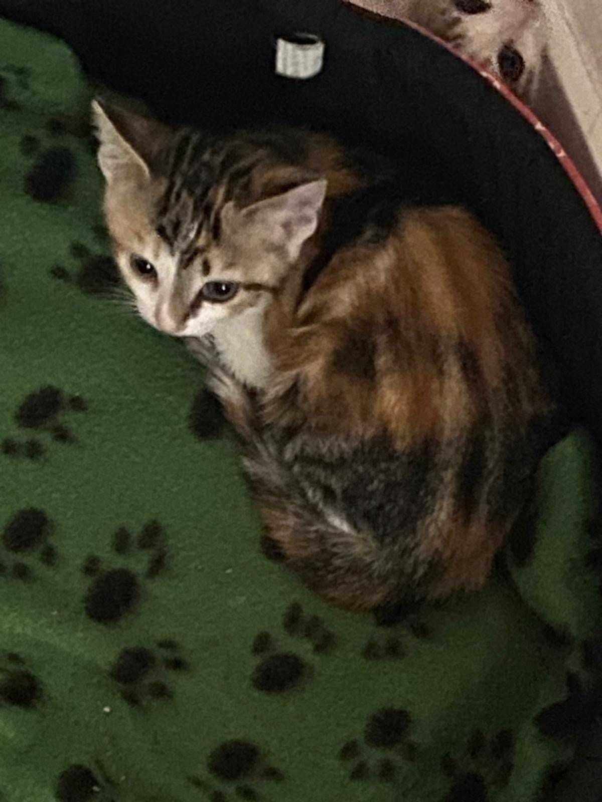 Gatinhas para dar