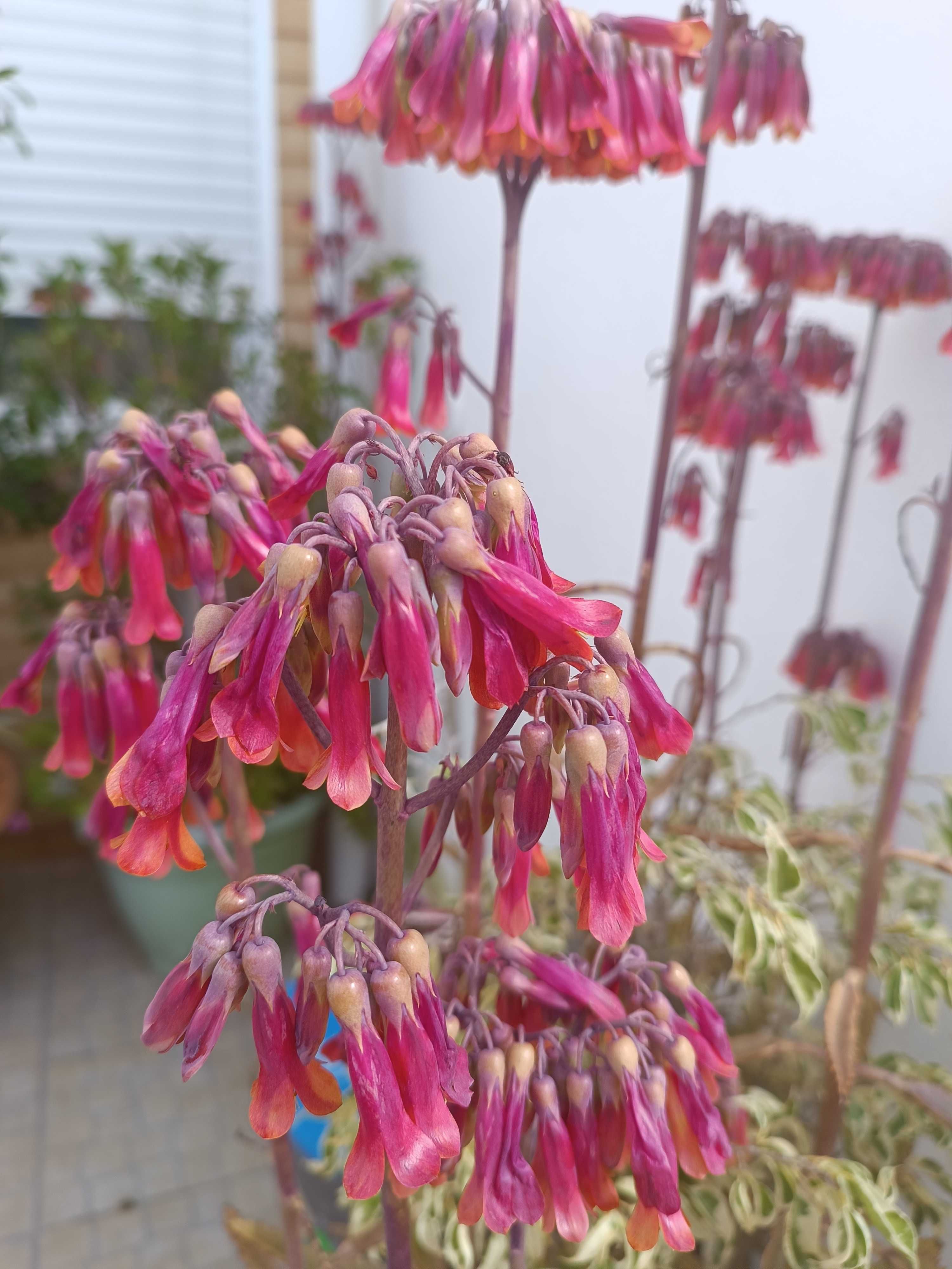 Planta kalanchoe daigremontiana