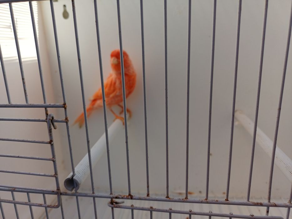 Canário macho vermelho