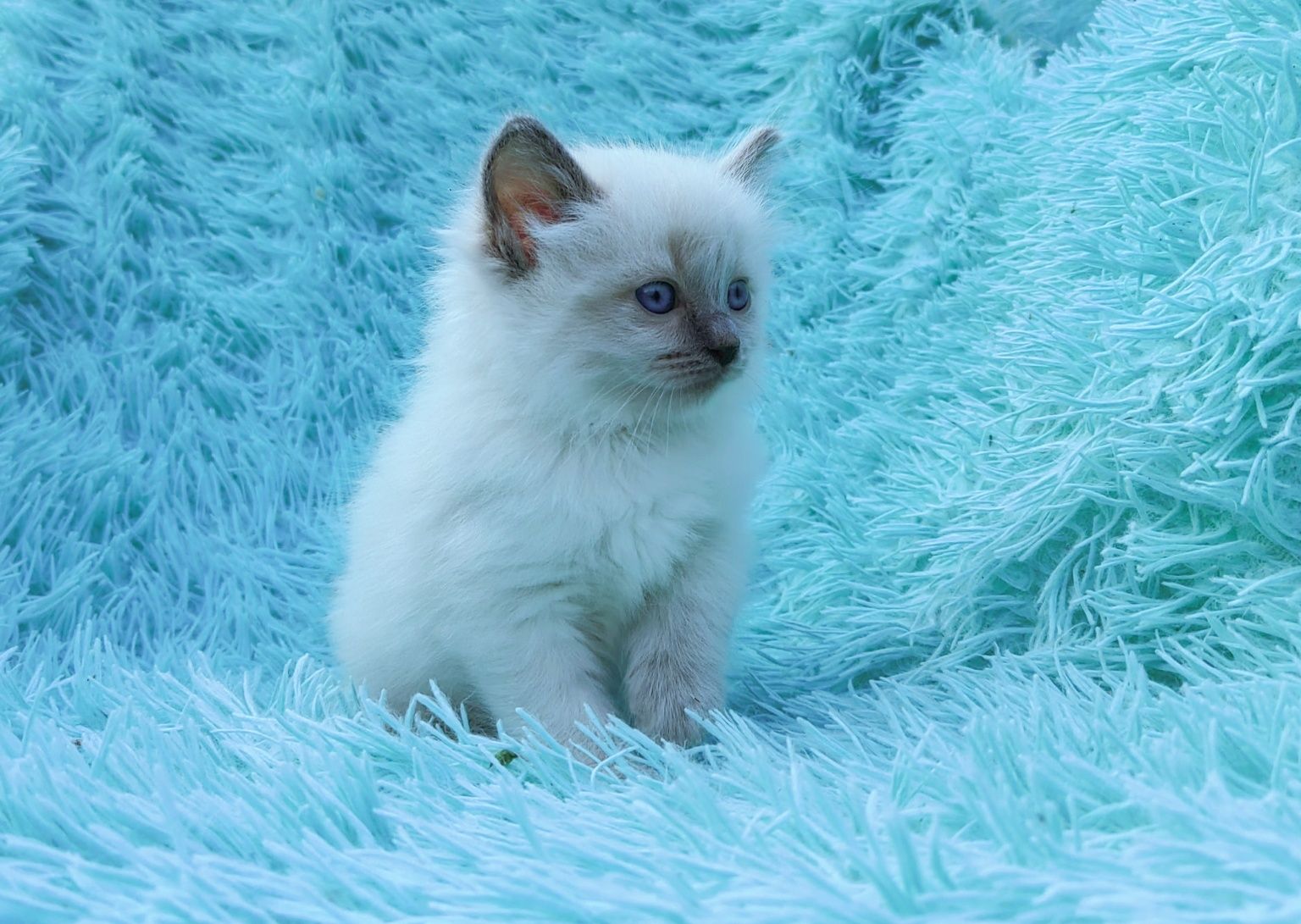 Ragdoll kotka seal point
