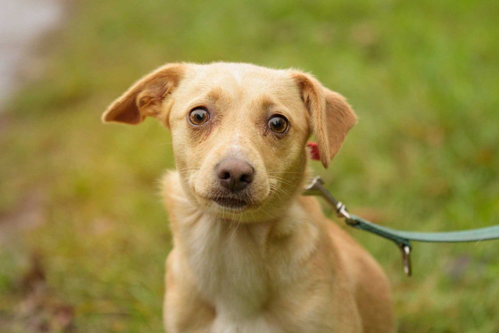 SIMKA - urocza malizna do pokochania, szczeniak ok 8 miesięcy