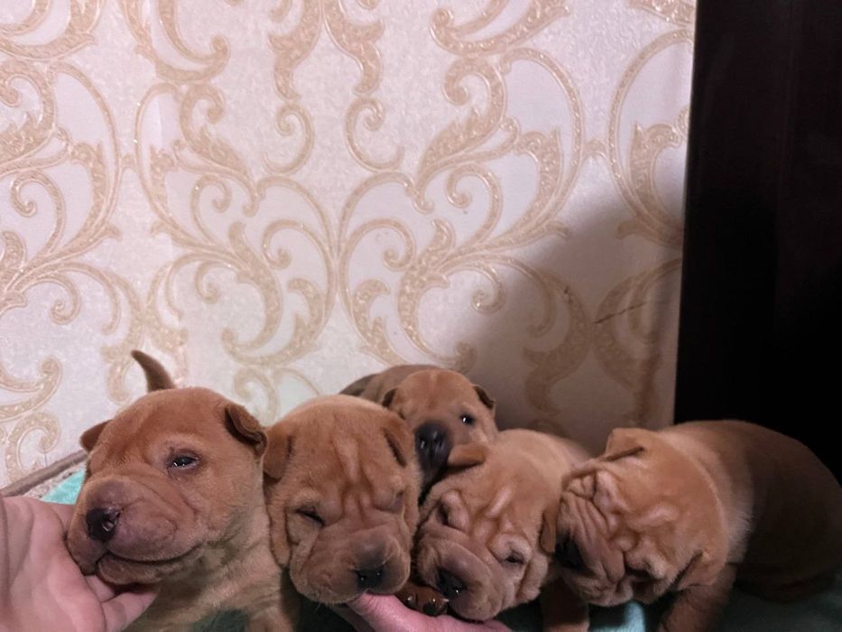 Чистокровні цуценята шарпея з паспортом ,2дівчинки та 3 хлопчика