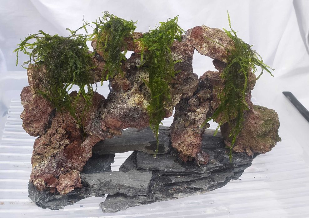 Skałka wulkaniczna z mchem