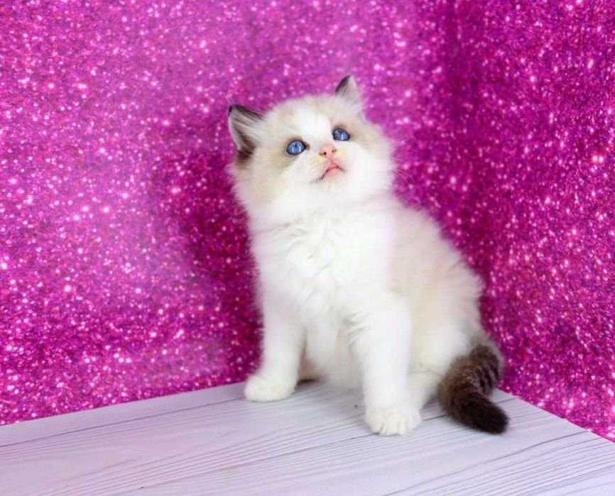 Мальчишка регдолл. Голубоглазый