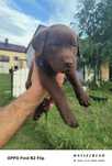 Labrador retriever pies suczka szczeniak