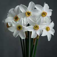 Нарцисс белый ,сортовой ,ароматный