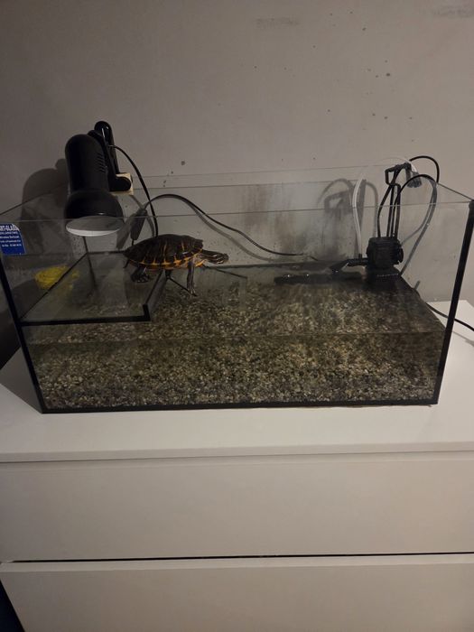 Żółw wodno lądowy