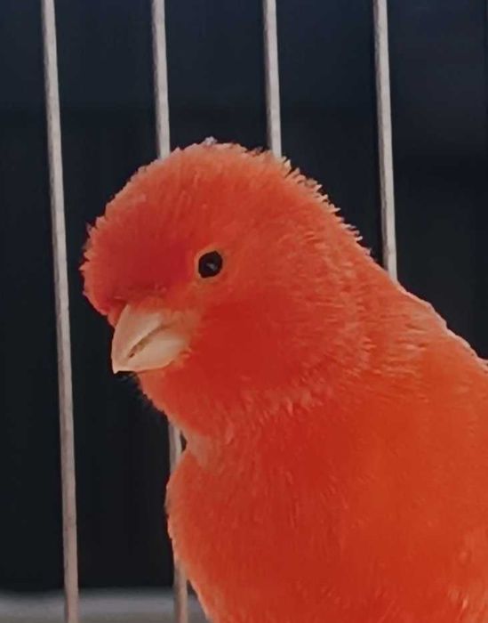 Canário vermelho nevado 2025