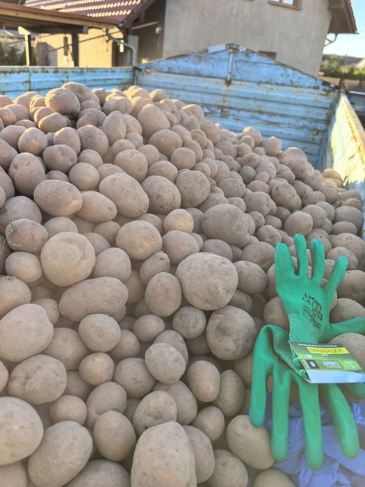 Ziemniaki odpadowe 0.80 gr.