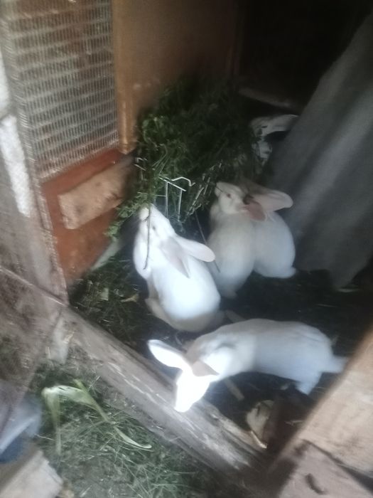 Продам кролі по самих ниських цінах