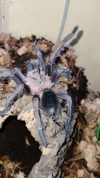 Phormictopus sp domican purple samica