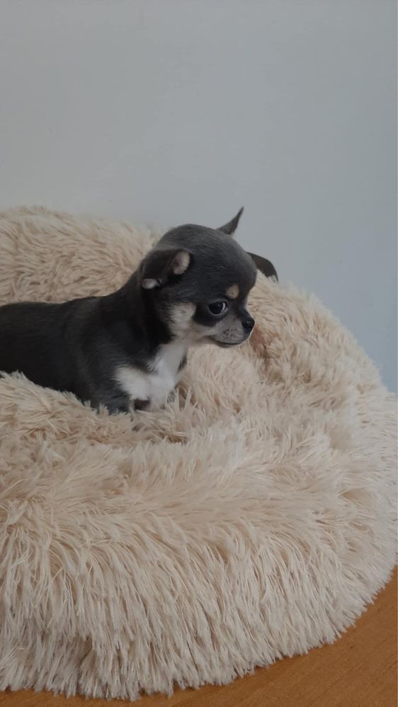 Sprzedam piękna sunie rasy Chihuahua. Niebieska.