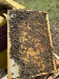 Продам пчелопакети, бджоли,  пчели, бджолопакети