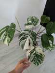 Monstera Variegata