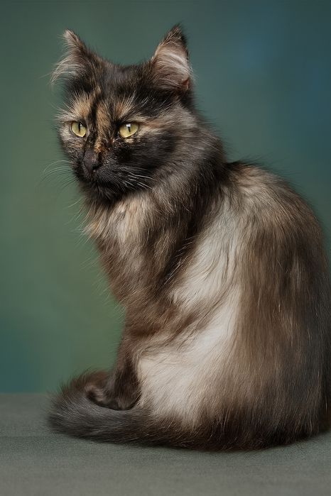 Кішечка Красуня.  Віддам в гарні руки.