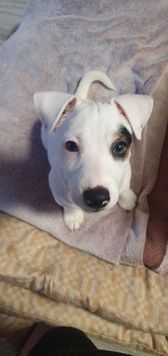 Szczeniaczek Jack Russell Terrier –  piesek Leo    

Suczk