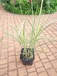 Miskant chiński Variegata