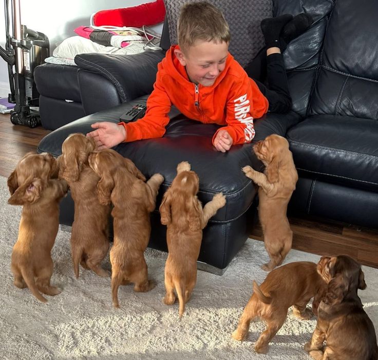 Шикарні цуценята кокер спаніеля.