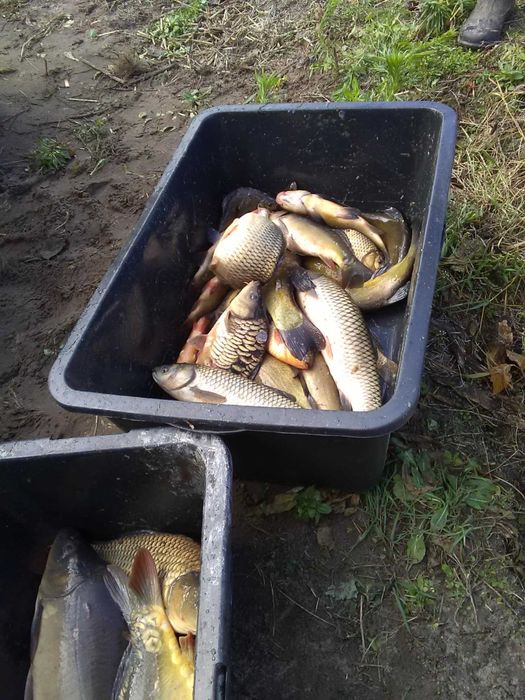 Sprzedam karpia handlowego