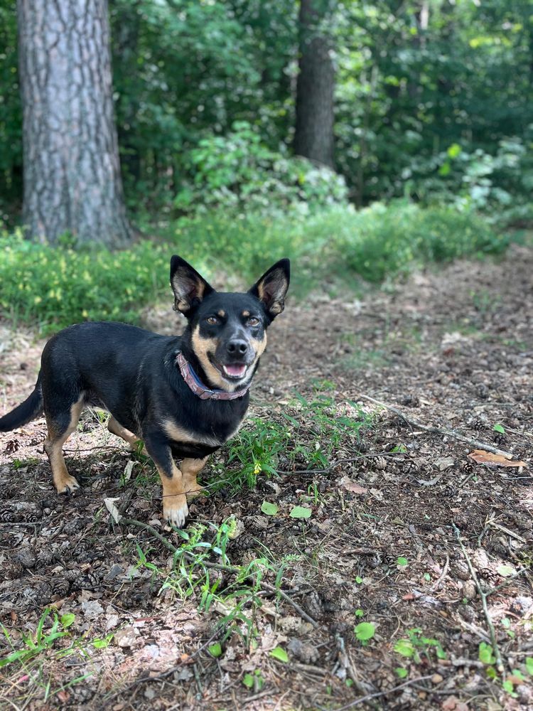 Suczka Nala do adopcji
