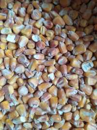 Sprzedam kukurydzę suchą:całą lub gniecioną
