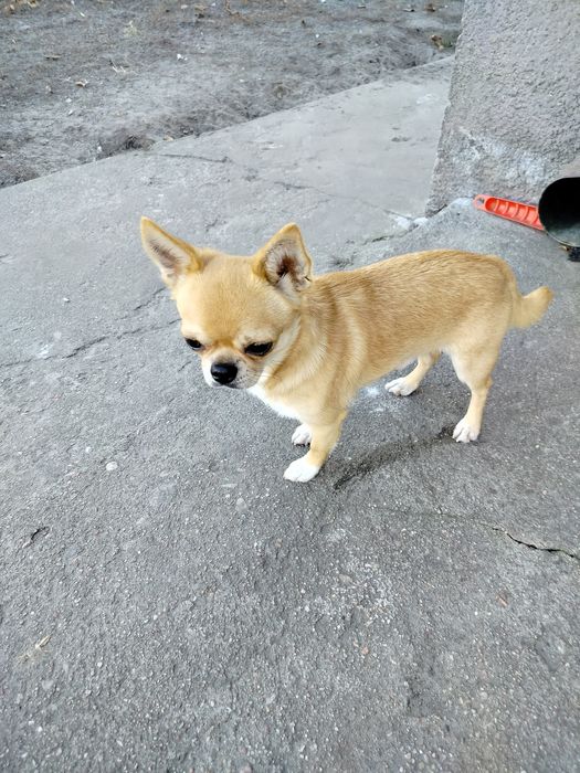 Chihuahua reproduktor krycie