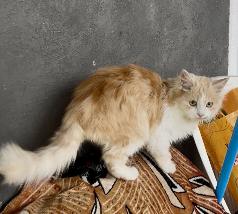 Риженке британське кошенятко