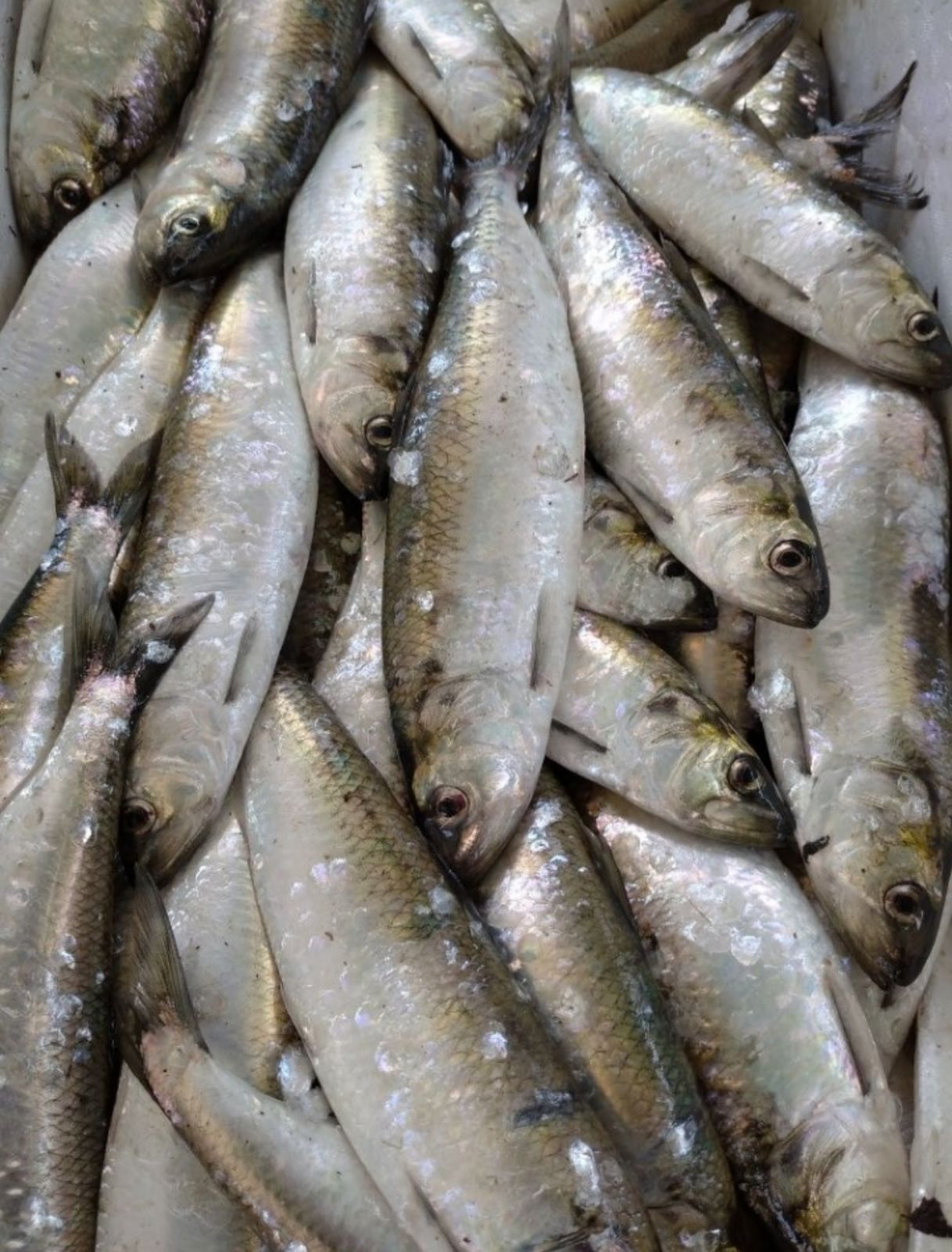Дунайка чорноморський  оселедець смачна риба