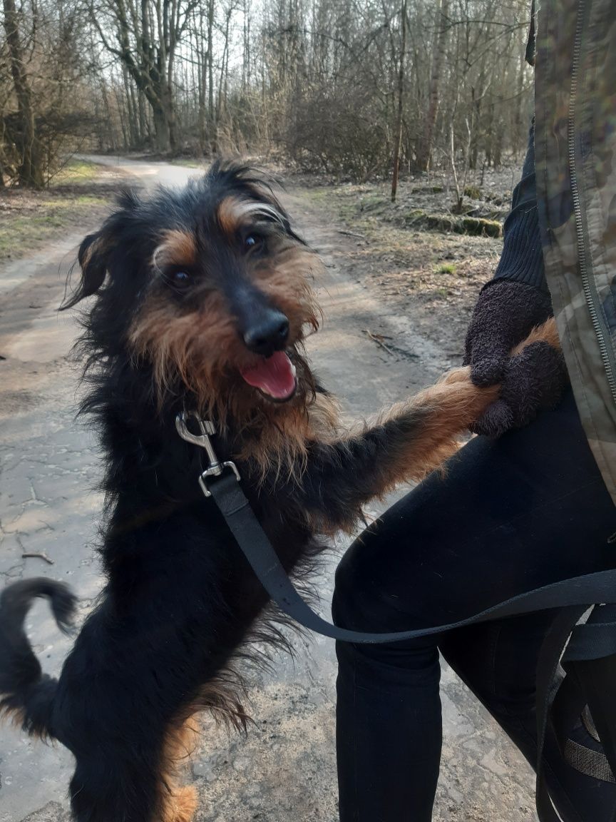 Śliczny piesek Szotek w typie teriera do adopcji że schroniska .