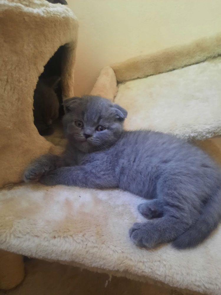 Scottish fold macho