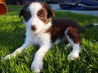 GOTOWY DO ODBIORU, KAKTUS, Border Collie, z rodowodem