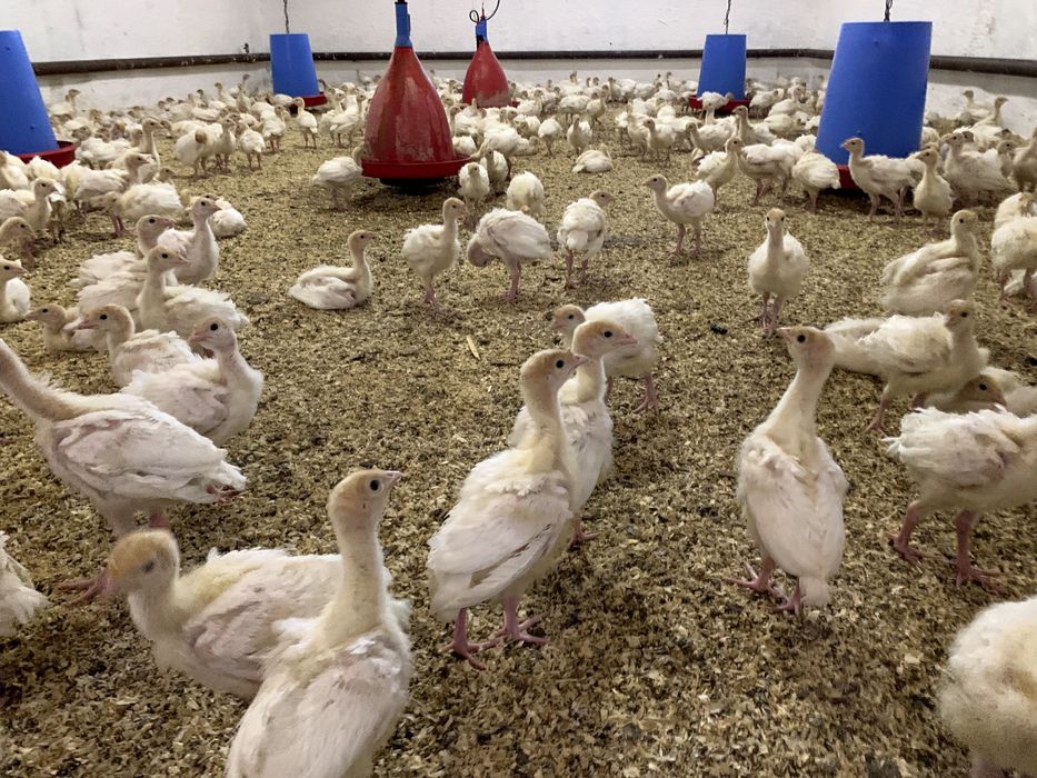 Яйцо Инкубационное| Яйце Інкубаційне | БИГ-6 | БІГ-6