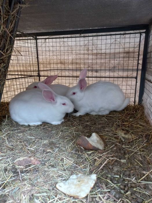 Продам кролі Полтавське срібло самки і самці