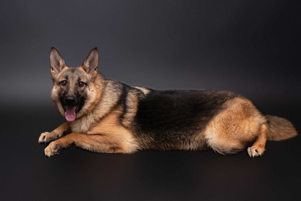 Віддам в добрі руки собаку дівчинку підлітка Леону.