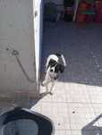 Da se cachorro sem raça