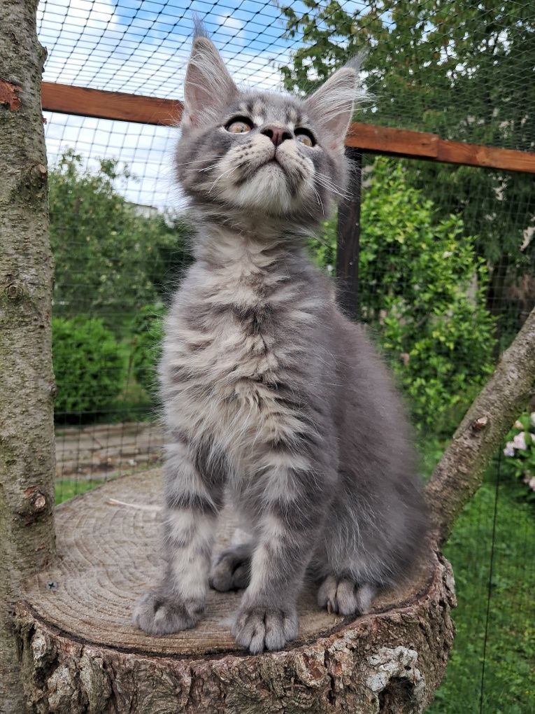 BENNY... Kocurek Maine Coon