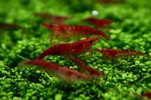 krewetki akwariowe red cherry