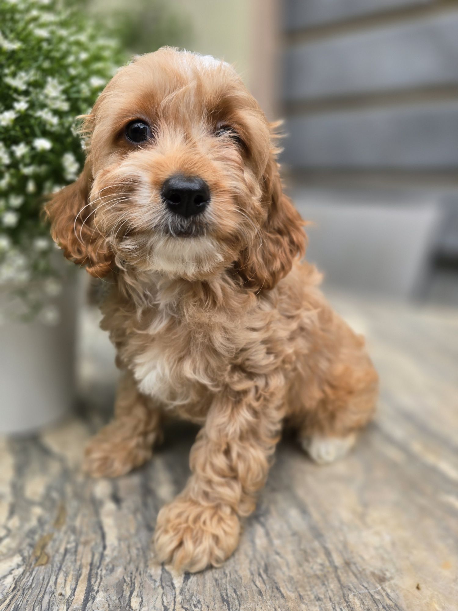 Cockapoo / chłopczyk / Cocker spaniel