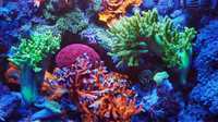 Zestaw koralowców : miękkie i SPS (akwarium morskie)