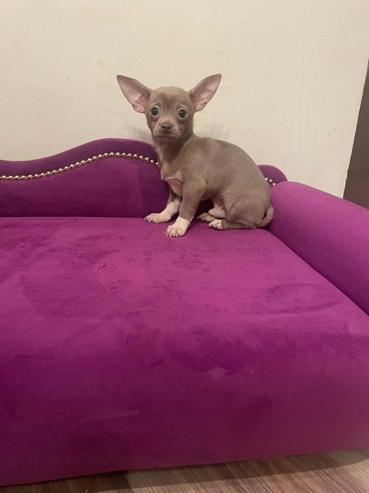 Chihuahua liliowy chłopczyk gotowy do odbioru