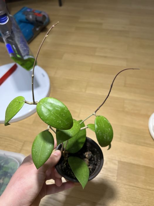 Hoya sp. 'Hat Som Paen'