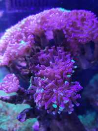 Euphyllia paraancora bicolor koralowiec morskie