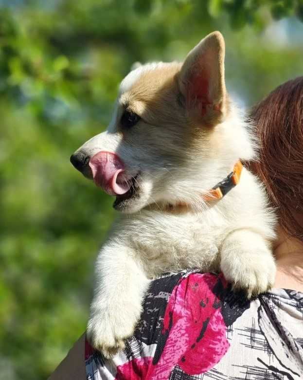 Шикарна дівчинка коргі КСУ