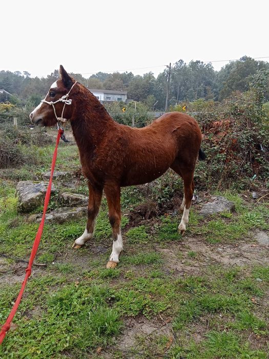 Poldra Wells 7 meses