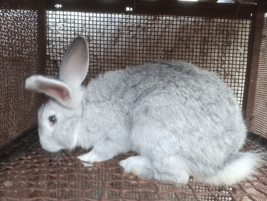 Продаю кролів породи шиншила