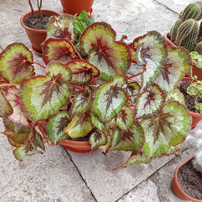 Кімнатні рослини в асортименті.