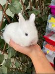 Coelhos Anões Mini Teddy , Mini Toy em Loja