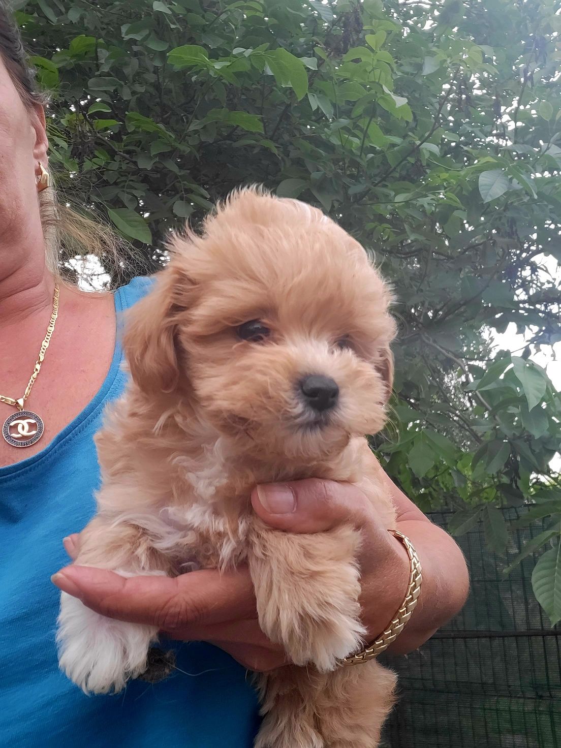 Maltipoo F1 piesek